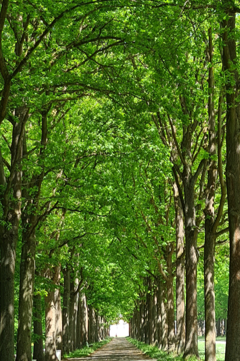 Waldweg